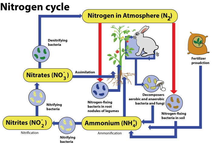 Nitrogen cycle worksheet answers pdf