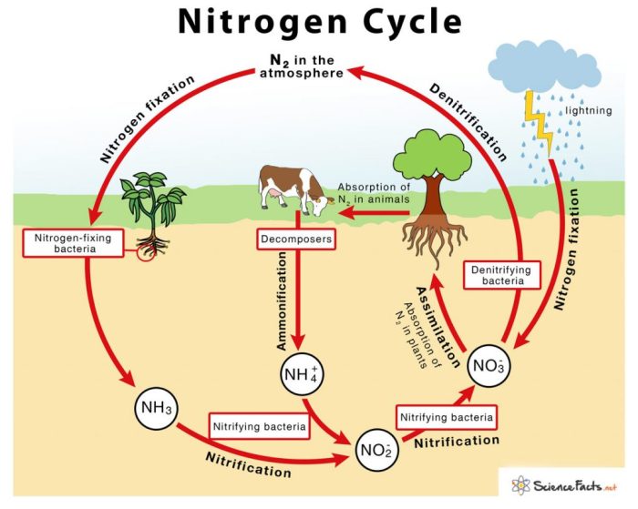 Nitrogen cycle worksheet answers pdf