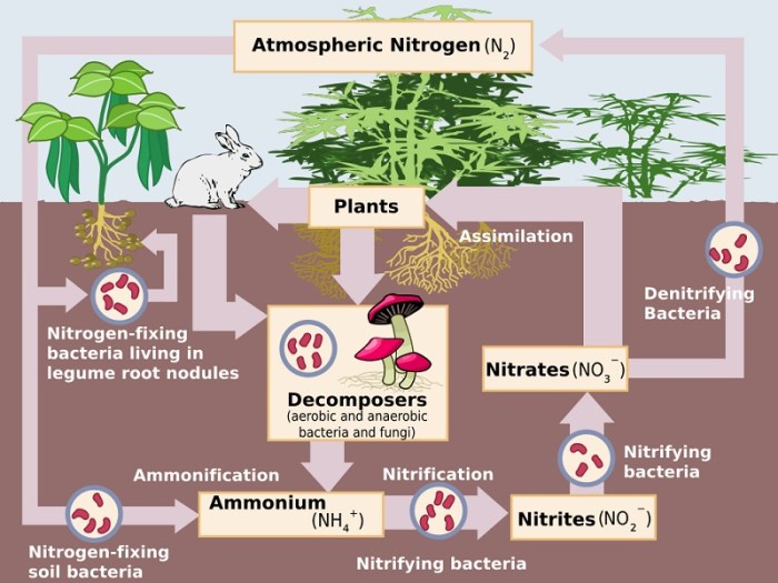 Nitrogen cycle worksheet answers pdf