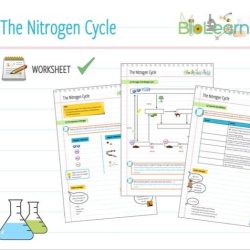 Nitrogen cycle worksheet answers pdf