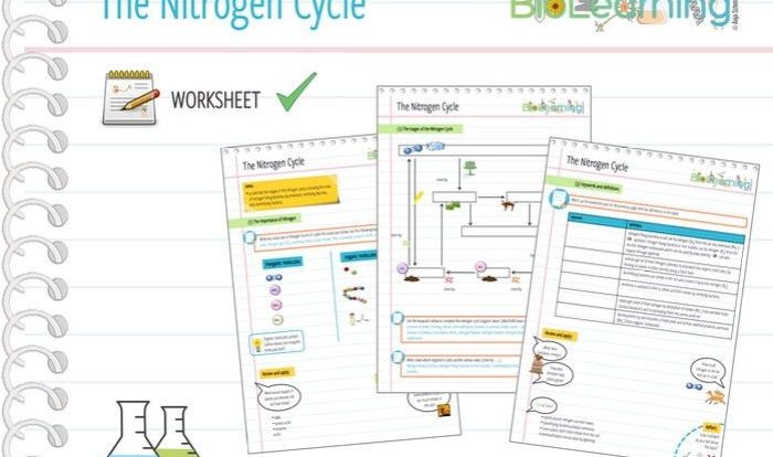 Nitrogen cycle worksheet answers pdf