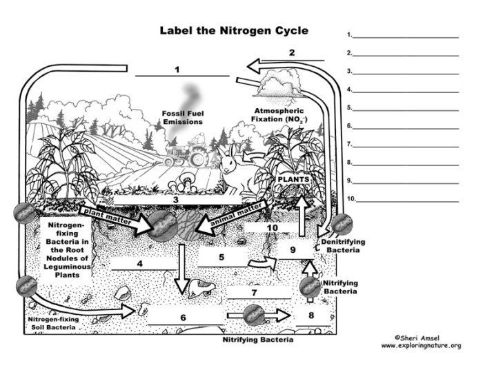 Nitrogen worksheet cycle