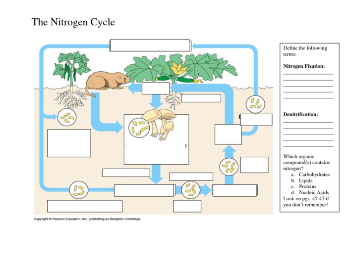 Nitrogen cycle worksheet answers pdf