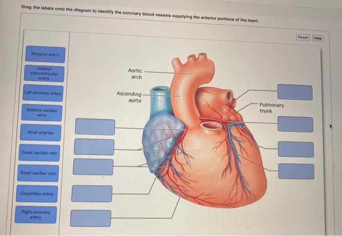 Drag The Labels Onto The Diagram To Identify The Veins Nia