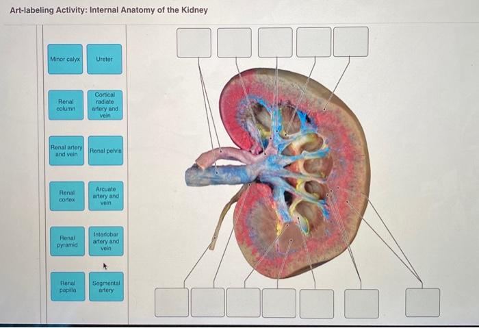 Art-labeling activity: a generalized nephron and collecting system