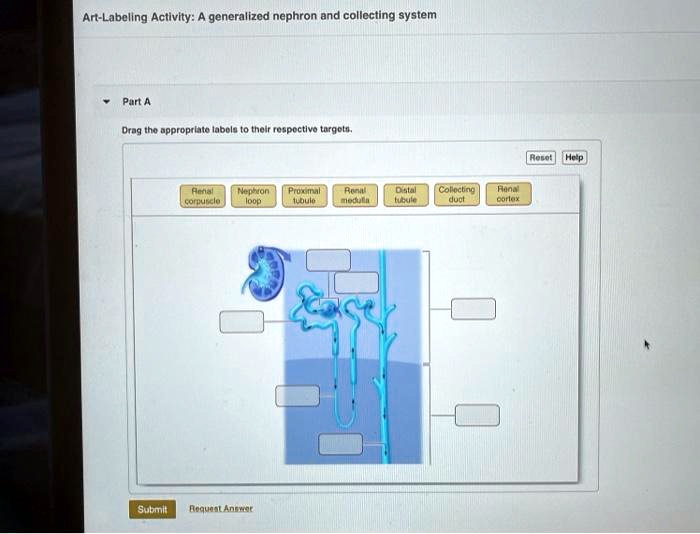 Art-labeling activity: a generalized nephron and collecting system