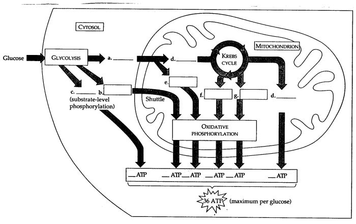 Cellular respiration fill in the blank diagram