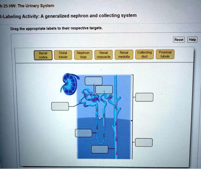 Kidneys kidney renal nephrons medivizor nephron filtering artery physiology capillary filtration glomerulus porozhe ureter waste filtered tubule tubules explaining shauna