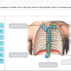 Drag the labels onto the diagram to identify the veins