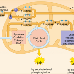 Respiration activity cell web cellular steps