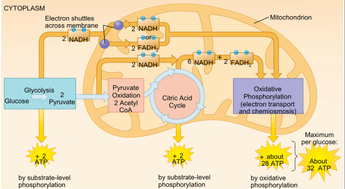 Respiration activity cell web cellular steps