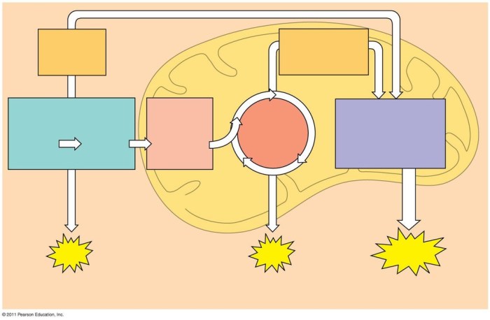 Cellular respiration fill in the blank diagram