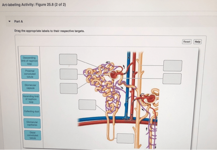 Nephron histology labeled nerd science otaku